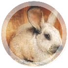 Кролик серебристый