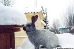 Кролик серебристый