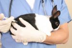 Болезни у кроликов: симптомы, лечение, профилактика