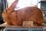 Описание породы бургундских кроликов с фото