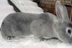 Кролики породы Рекс – короткошерстные, некрупные зверьки. Являются одним из самых новых подвидов животных.