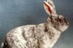 Порода кроликов Рекс, описание, фотографии и отзывы