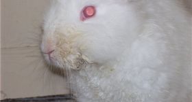 Подробнее: Болезни у кроликов симптомы и их лечение фото