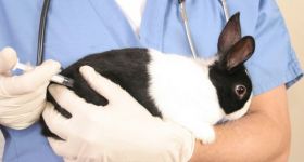 Подробнее: Болезни кроликов симптомы  их лечение